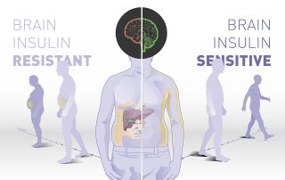 Insulinwirkung im Gehirn bestimmt das Körpergewicht und die Fettverteilung