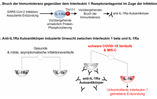 Autoantikörper können zur Entstehung von Herzmuskelentzündungen nach mRNA-Impfungen beitragen