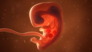 Embryonale Implantation muss das maternale Immunsystem überwinden