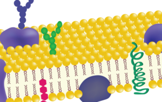 Cholesterin macht Zellmembranen flexibel und robust Cholesterin macht Zellmembranen flexibel und robust