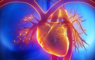 Große Ader, große Ehre: Aorta als eigenständiges Organ eingestuft Große Ader, große Ehre: Aorta als eigenständiges Organ eingestuft