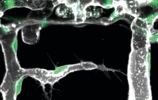 Zellbiologie: Molekularer Code regt Pionierzellen zum Aufbau von Blutgefäßen im Körper an Zellbiologie: Molekularer Code regt Pionierzellen zum Aufbau von Blutgefäßen im Körper an